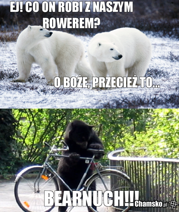 0_1_116619_Niedzwiedz_przez_pluszowymis.png